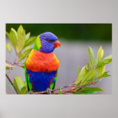 Lorikeet Bird Poster (Vorne)