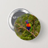 Lorikeet Button (Vorne & Hinten)