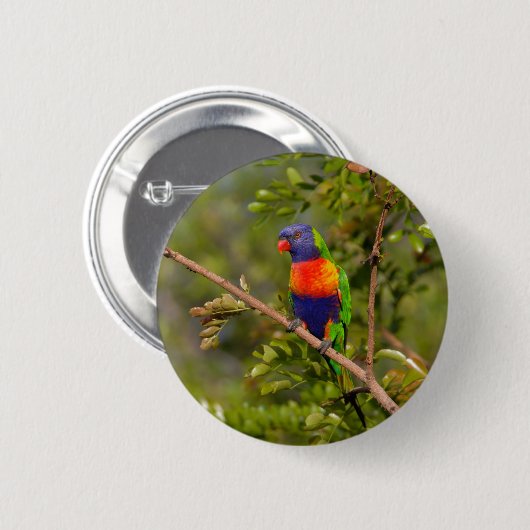 Lorikeet Button (Vorne & Hinten)