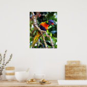 Lorikeet, farbiger Vogel Poster (Küche)