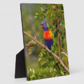 Lorikeet Fotoplatte (Seite)