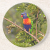 Lorikeet Getränkeuntersetzer (Vorne)