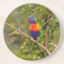 Lorikeet