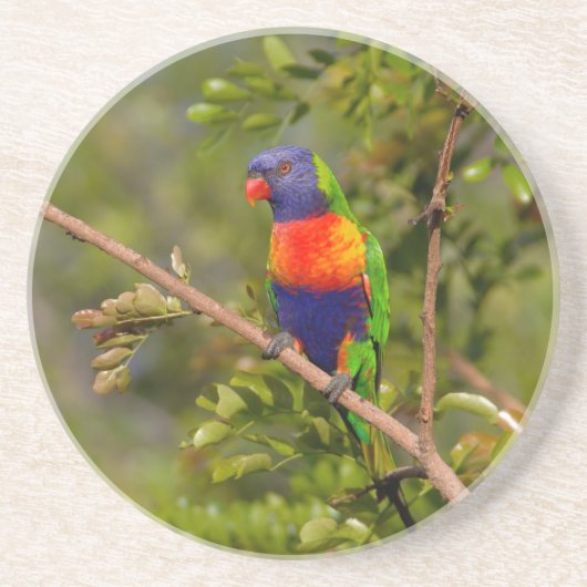 Lorikeet Getränkeuntersetzer (Vorne)
