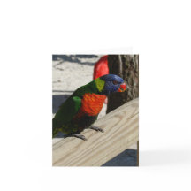 Lorikeet Mitteilungskarten