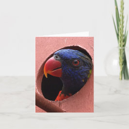 lorikeet notecard (hallo) karte