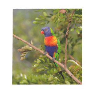 Lorikeet Notizblock