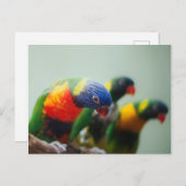 Lorikeet Parrots Postkarte (Vorne/Hinten)