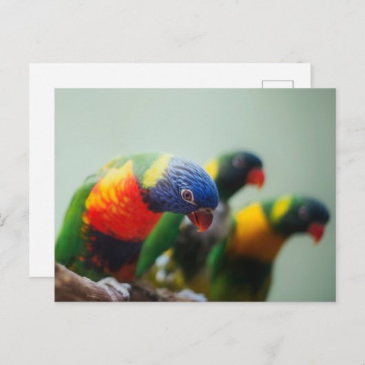 Lorikeet Parrots Postkarte (Vorne/Hinten)