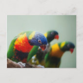 Lorikeet Parrots Postkarte (Vorderseite)
