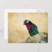 Lorikeet Postcard Postkarte (Vorne/Hinten)