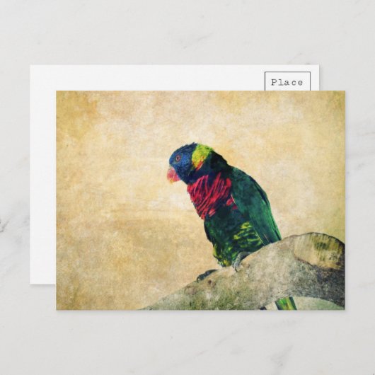 Lorikeet Postcard Postkarte (Vorne/Hinten)