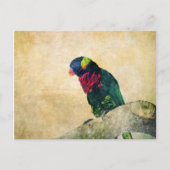 Lorikeet Postcard Postkarte (Vorderseite)