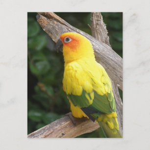 Lorikeet Postcard Postkarte