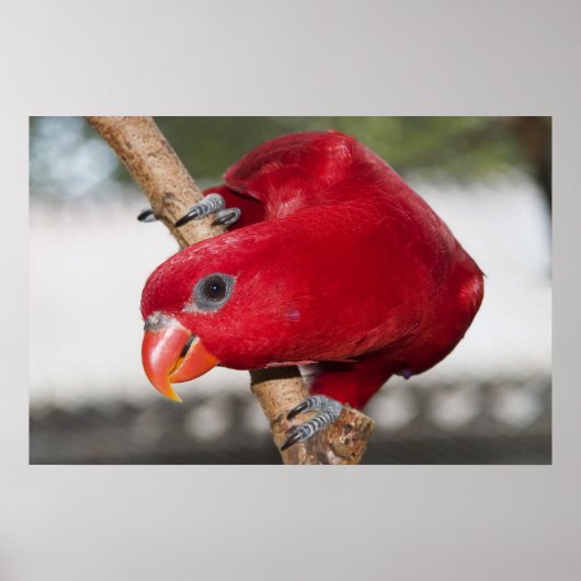 Lorikeet Poster (Vorne)