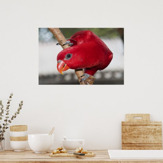 Lorikeet Poster (Küche)