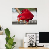 Lorikeet Poster (Heimbüro)
