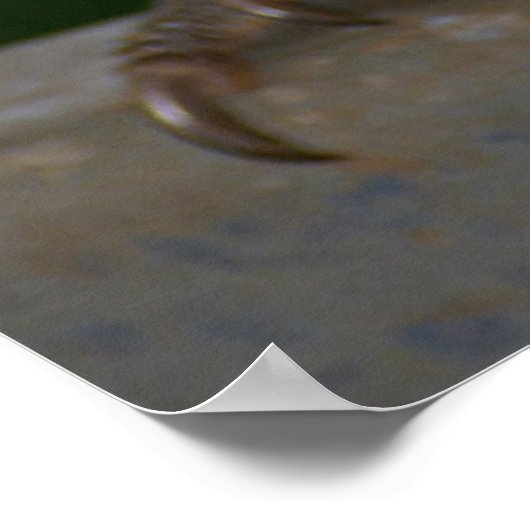 Lorikeet Poster (Ecke)