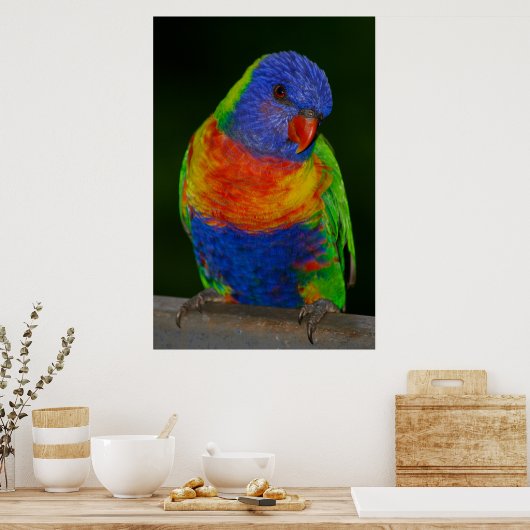 Lorikeet Poster (Küche)