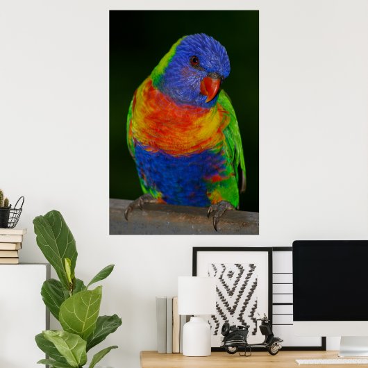 Lorikeet Poster (Heimbüro)