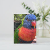 Lorikeet Postkarte (Stehend Vorderseite)
