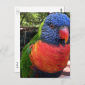 Lorikeet Postkarte (Vorne/Hinten)