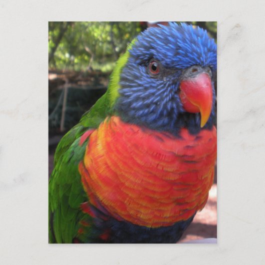 Lorikeet Postkarte (Vorderseite)