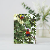 Lorikeet Postkarte (Stehend Vorderseite)