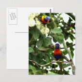 Lorikeet Postkarte (Vorne/Hinten)