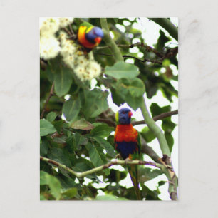 Lorikeet Postkarte