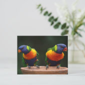 Lorikeet Postkarte (Stehend Vorderseite)