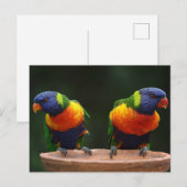 Lorikeet Postkarte (Vorne/Hinten)