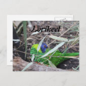 Lorikeet Postkarte (Vorne/Hinten)
