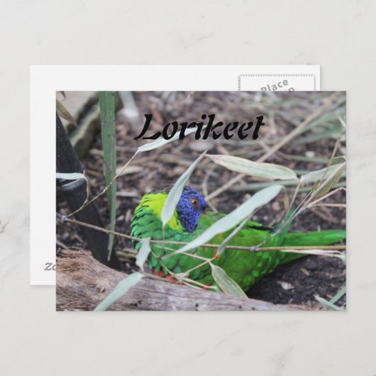 Lorikeet Postkarte (Vorne/Hinten)