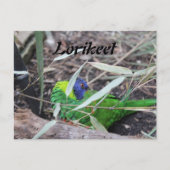Lorikeet Postkarte (Vorderseite)