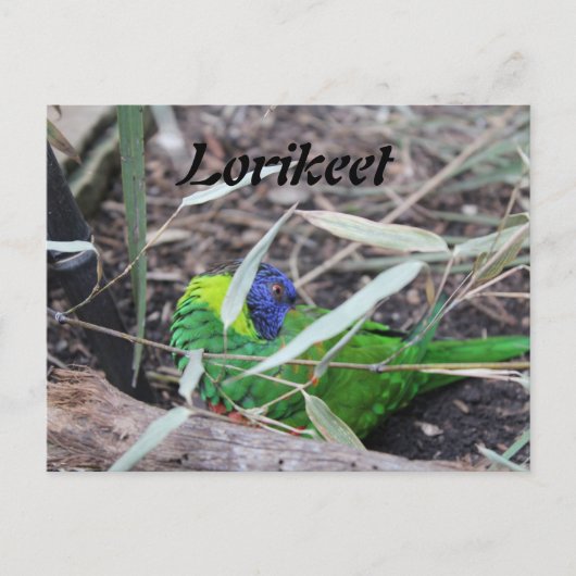Lorikeet Postkarte (Vorderseite)