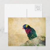Lorikeet-Postkarte Postkarte (Vorne/Hinten)