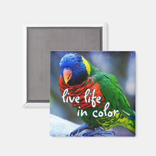 Lorikeet Rot-Grün-Vogel leben in Farbe Magnet