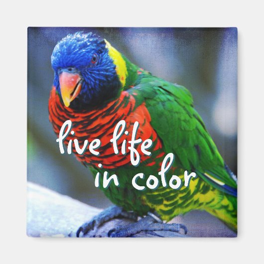 Lorikeet Rot-Grün-Vogel leben in Farbe Magnet (Vorne)
