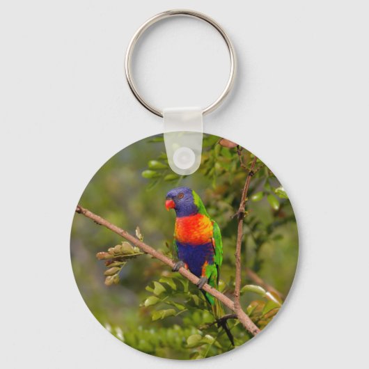 Lorikeet Schlüsselanhänger (Vorderseite)