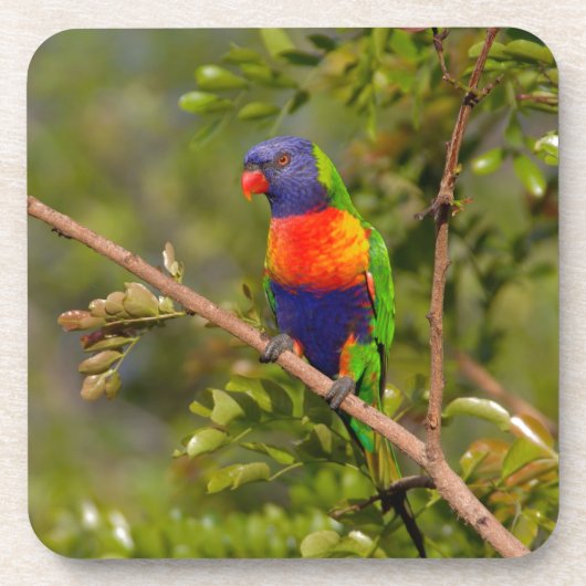 Lorikeet Untersetzer (Vorderseite)