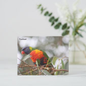 Lorikeet-Vogel Postkarte (Stehend Vorderseite)