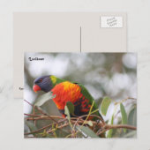 Lorikeet-Vogel Postkarte (Vorne/Hinten)