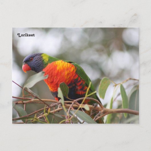 Lorikeet-Vogel Postkarte (Vorderseite)