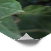 Lorikeets, farbenfrohe Papageien, Poster (Ecke)