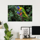 Lorikeets, farbenfrohe Papageien, Poster (Heimbüro)