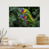Lorikeets, farbenfrohe Papageien, Poster (Küche)