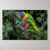 Lorikeets, farbenfrohe Papageien, Poster (Vorne)