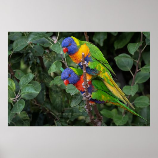Lorikeets, farbenfrohe Papageien, Poster (Vorne)