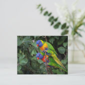 Lorikeets, farbenfrohe Papageien, Postkarte (Stehend Vorderseite)